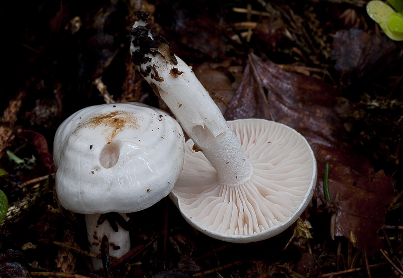 Hygrophorus piceae